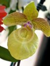 Cypripedium