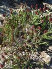 Edmondia pinifolia