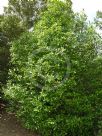 Elaeodendron australe