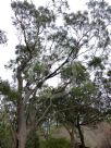 Eucalyptus amygdalina