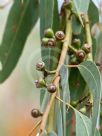Eucalyptus bridgesiana