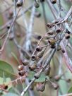 Eucalyptus caleyi