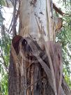 Eucalyptus elata