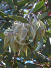 Eucalyptus kingsmillii alatissima