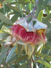 Eucalyptus kingsmillii alatissima