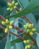 Eucalyptus parramattensis