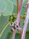 Eucalyptus platyphylla