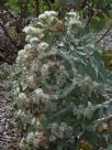 Eucalyptus pleurocarpa