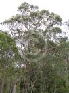 Eucalyptus punctata