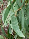 Eucalyptus racemosa