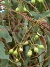 Eucalyptus sideroxylon sideroxylon