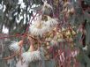 Eucalyptus sideroxylon sideroxylon