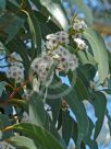 Eucalyptus sieberi