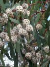 Eucalyptus sieberi