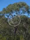 Eucalyptus sieberi