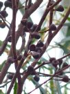 Eucalyptus tenuiramis