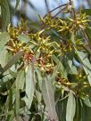 Eucalyptus tereticornis