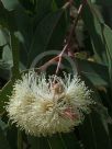 Eucalyptus tereticornis