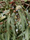 Eucalyptus tereticornis