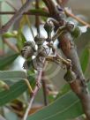 Eucalyptus tereticornis