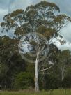 Eucalyptus tereticornis