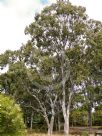 Eucalyptus tereticornis