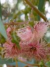 Eucalyptus torquata