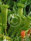 Eucomis pallidiflora pole-evansii