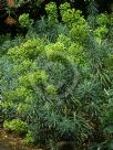 Euphorbia characias wulfenii