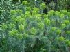 Euphorbia characias wulfenii