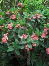 Euphorbia milii