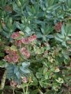 Euphorbia rigida