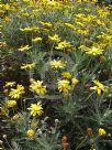 Euryops pectinatus