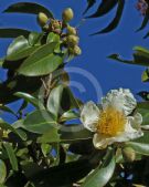 Camellia taliensis