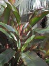 Heliconia indica Spectabilis