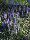 Ajuga reptans