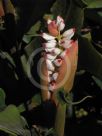 Alpinia zerumbet