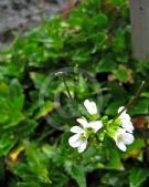 Arabis alpina