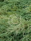 Cupressus macrocarpa Greenstead Magnificent