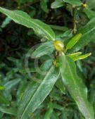 Eucryphia lucida