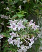 Jasminum stephanense