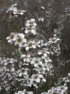 Leptospermum myrtifolium