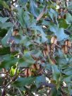 Lomatia arborescens