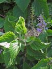 Plectranthus fruticosus