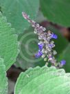 Plectranthus graveolens