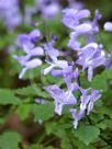 Plectranthus saccatus