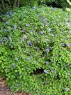 Plectranthus saccatus