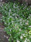 Plectranthus verticillatus