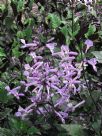 Plectranthus Mona Lavender