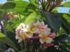 Plumeria rubra